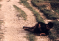 Two little boys lying in the dirt on the side of a road. The older one is holding the little one protectively and looking up toward the viewer.